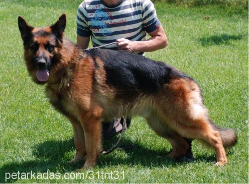 gunarvomjuliane Erkek Alman Çoban Köpeği