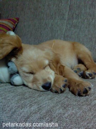 asha Dişi Golden Retriever