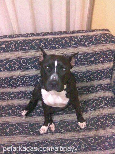 altinay Dişi Amerikan Staffordshire Terrier