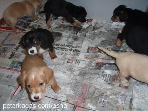 asha Dişi Golden Retriever