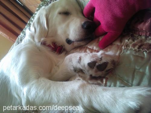 casper Dişi Golden Retriever