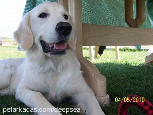 casper Dişi Golden Retriever