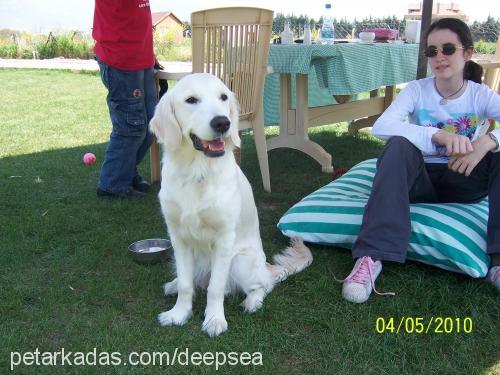 casper Dişi Golden Retriever