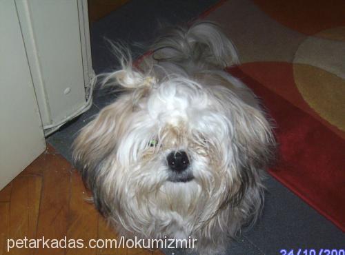 lokum Erkek Shih-Tzu