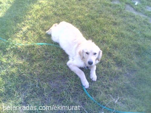 castor Erkek Golden Retriever