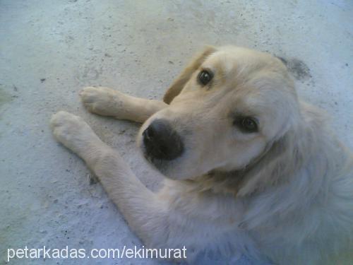 castor Erkek Golden Retriever