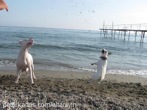 Çilekjackrussel Dişi Jack Russell Terrier