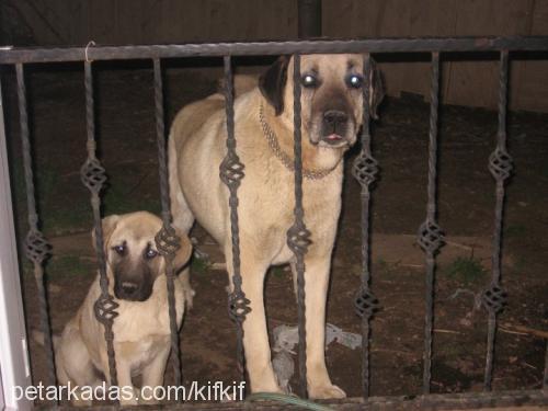 paşa-paşajr. Erkek Kangal