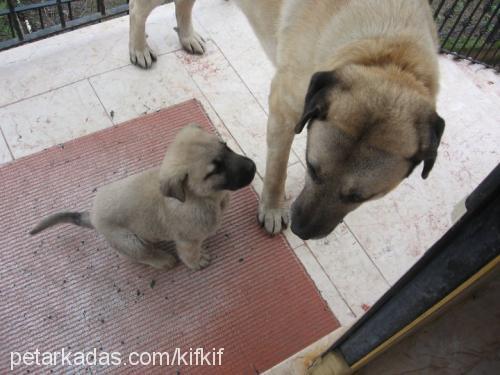 paşa-paşajr. Erkek Kangal