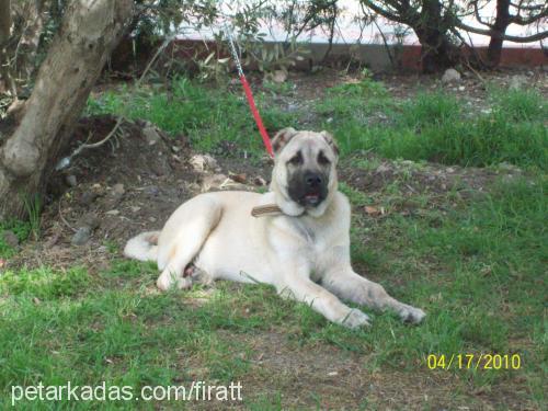 çavuş Erkek Kangal