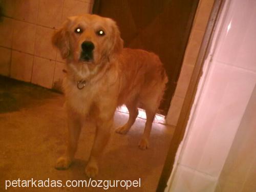 rodİ Erkek Golden Retriever