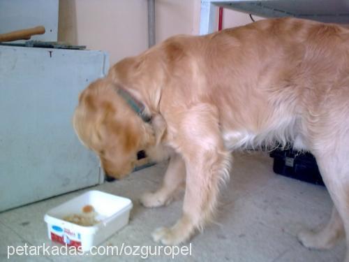 rodİ Erkek Golden Retriever