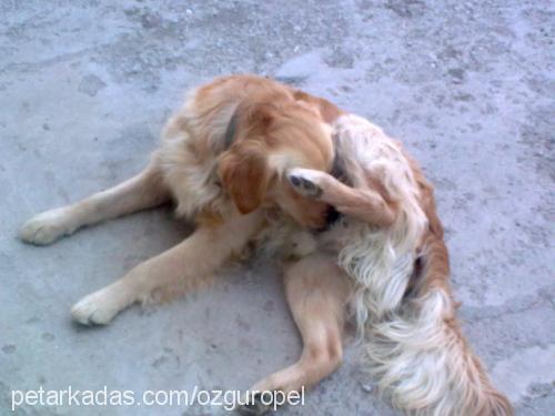 rodİ Erkek Golden Retriever