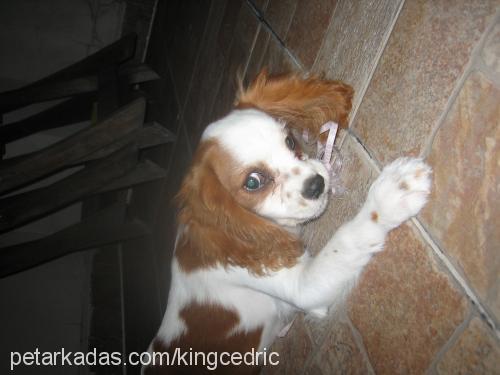 cedric Erkek Cavalier King Charles Spanieli