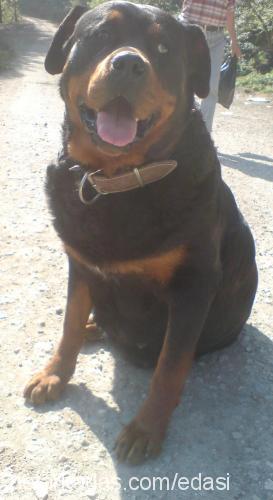 asi Dişi Rottweiler