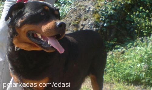 asi Dişi Rottweiler