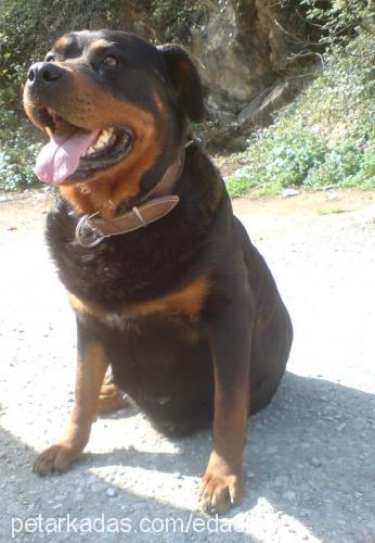 asi Dişi Rottweiler