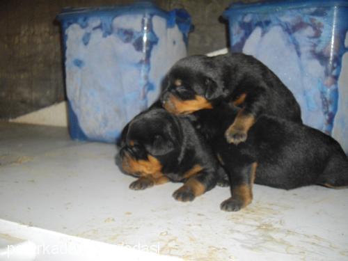 asi Dişi Rottweiler