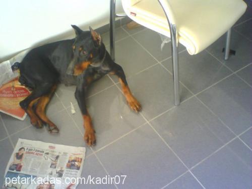 kontes Dişi Doberman Pinscher