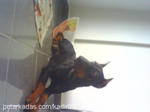 kontes Dişi Doberman Pinscher