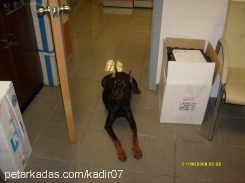 kontes Dişi Doberman Pinscher