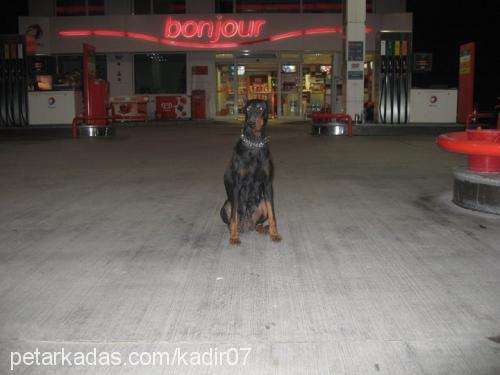 kontes Dişi Doberman Pinscher