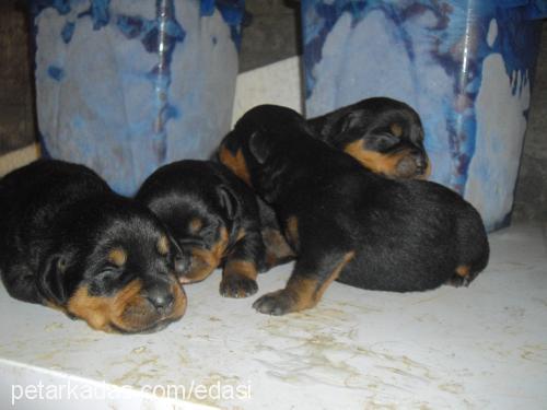 asi Dişi Rottweiler