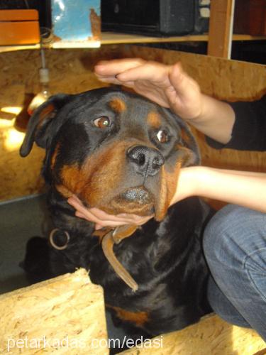 asi Dişi Rottweiler