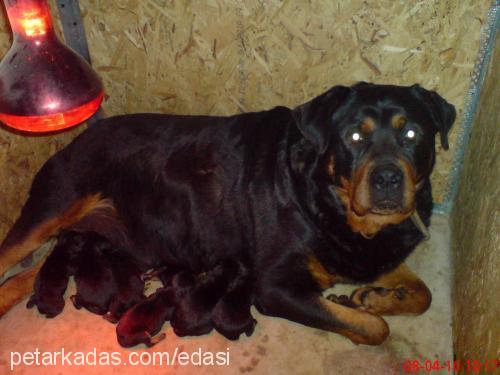 asi Dişi Rottweiler