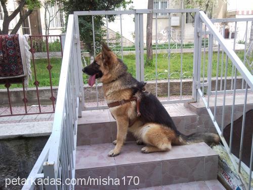 misha Dişi Alman Çoban Köpeği