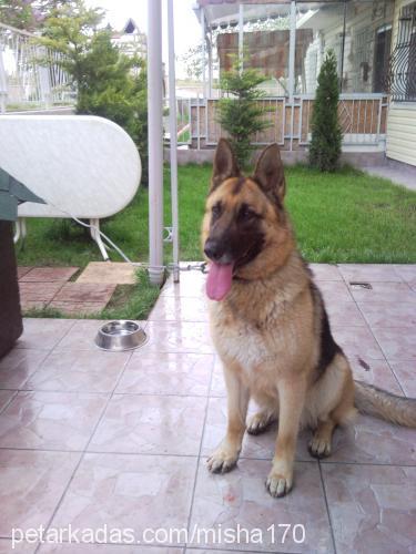 misha Dişi Alman Çoban Köpeği