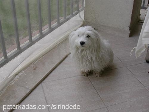 pedro Erkek West Highland White Terrier