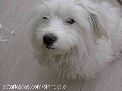 pedro Erkek West Highland White Terrier