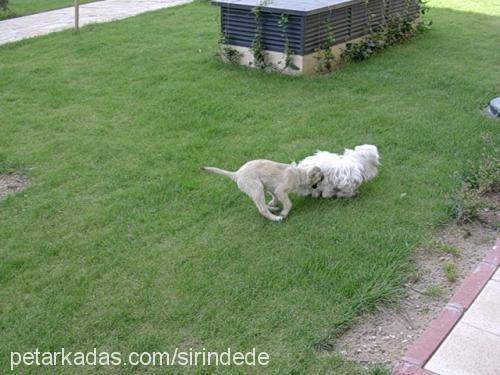 pedro Erkek West Highland White Terrier