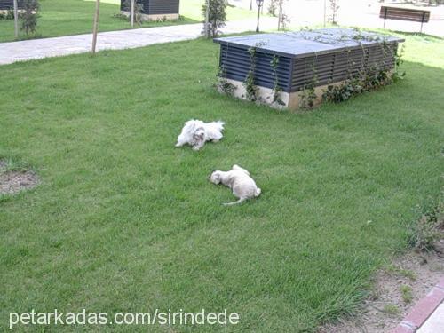 pedro Erkek West Highland White Terrier