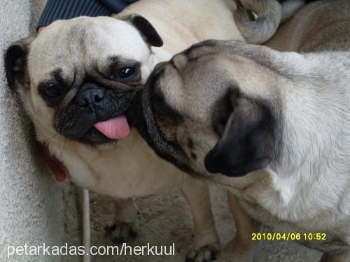 herkül Erkek Pug