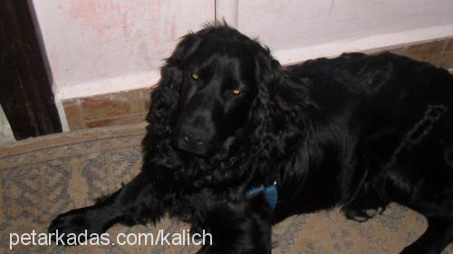 maça Erkek İngiliz Cocker Spaniel