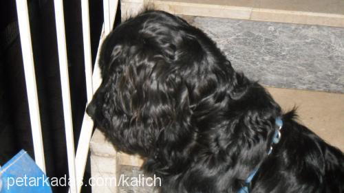 maça Erkek İngiliz Cocker Spaniel