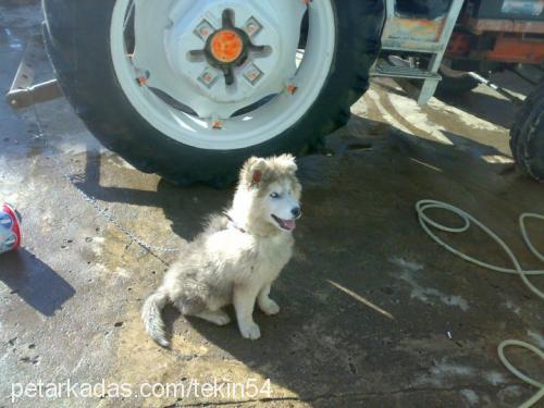 duman Erkek Alaskan Malamute