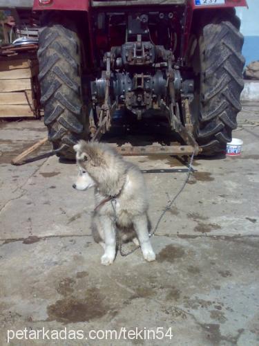 duman Erkek Alaskan Malamute