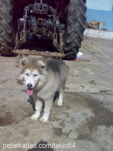 duman Erkek Alaskan Malamute