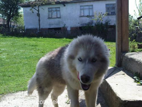 duman Erkek Alaskan Malamute