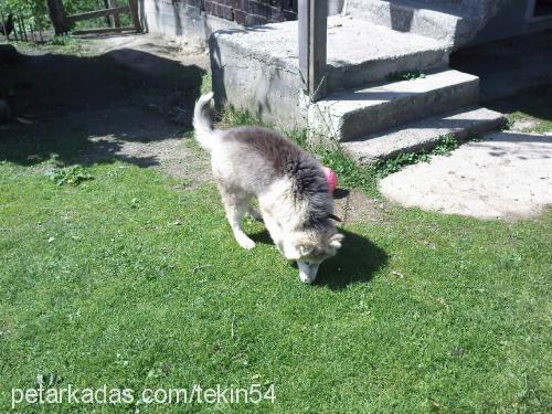 duman Erkek Alaskan Malamute