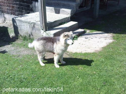 duman Erkek Alaskan Malamute