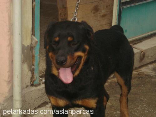 taysin Erkek Rottweiler