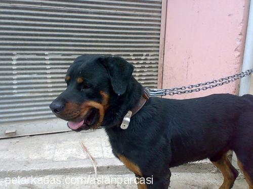 taysin Erkek Rottweiler