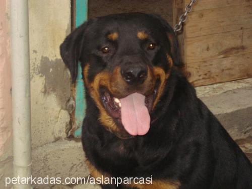 taysin Erkek Rottweiler