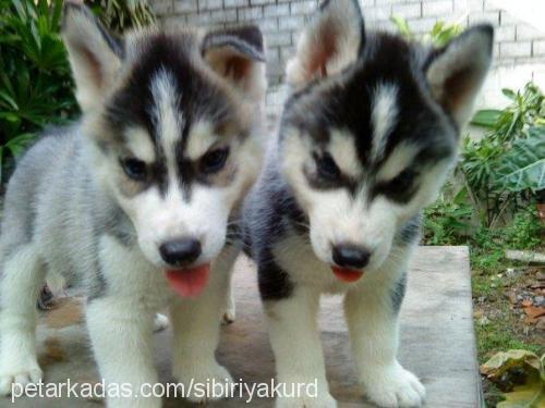 aress Erkek Sibirya Kurdu (Husky)