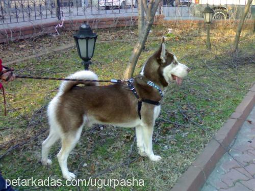 pasha Erkek Sibirya Kurdu (Husky)