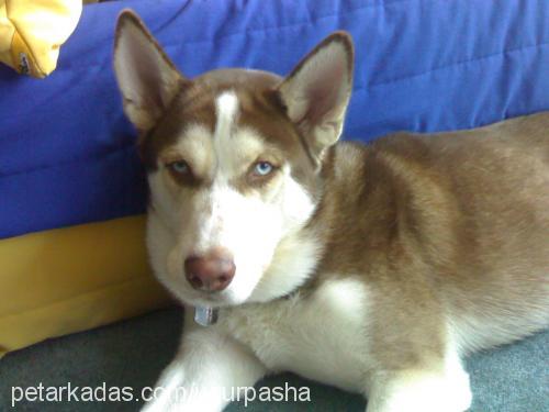 pasha Erkek Sibirya Kurdu (Husky)